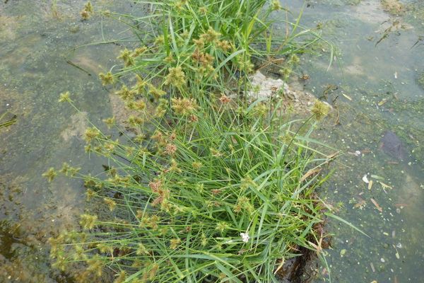Western umbrella-sedge