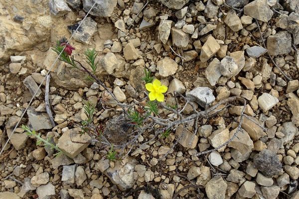 Fumana procumbens