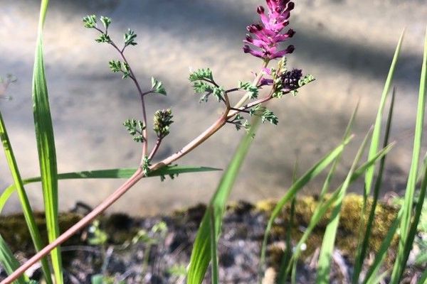 Tall ramping-fumitory
