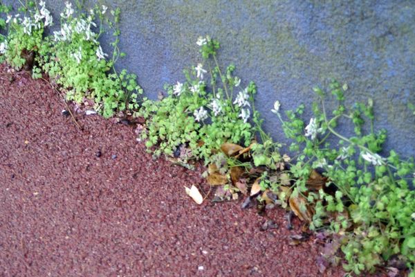 Climbing fumitory