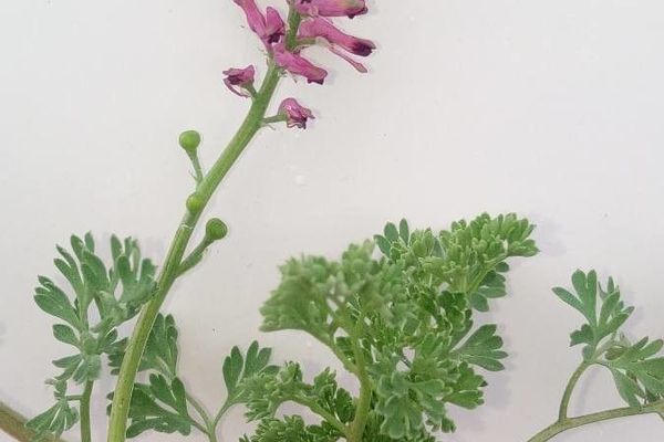Narrow-leaf fumitory
