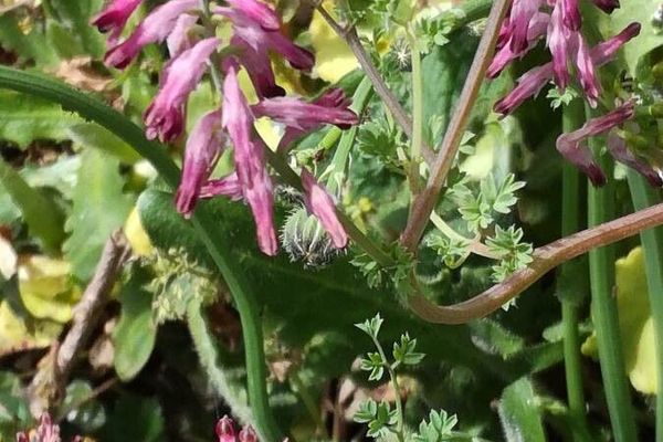 Common ramping-fumitory