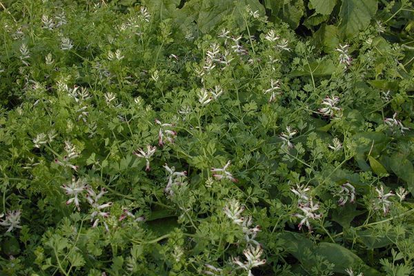 Western fumitory