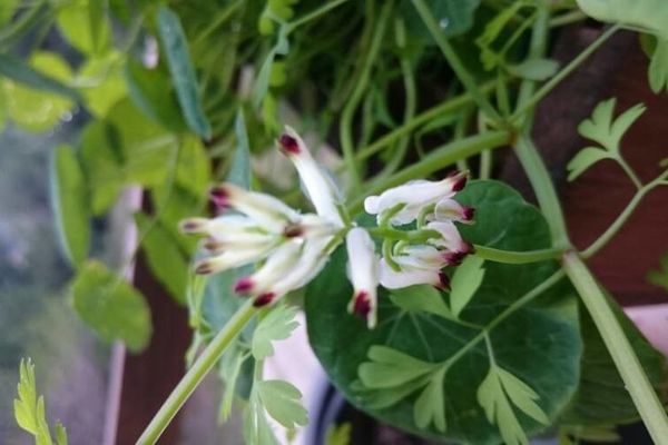Common fumitory