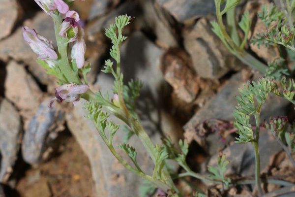 Fine-leaf fumitory