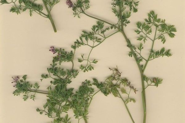 Few-flower fumitory