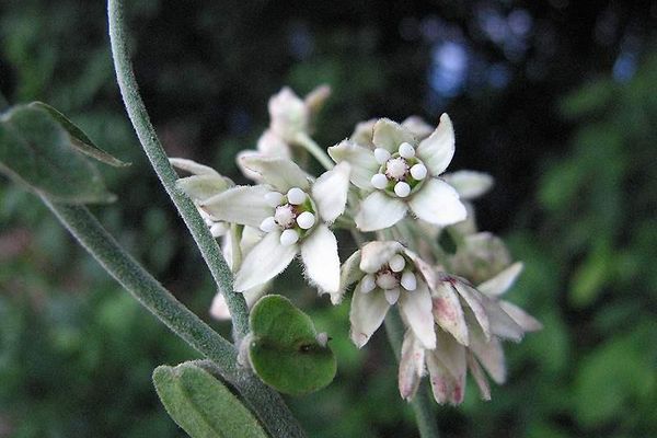 Funastrum clausum