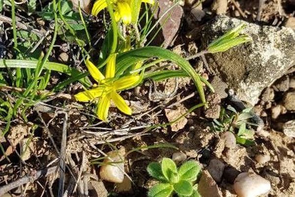 Yellow star-of-bethlehem