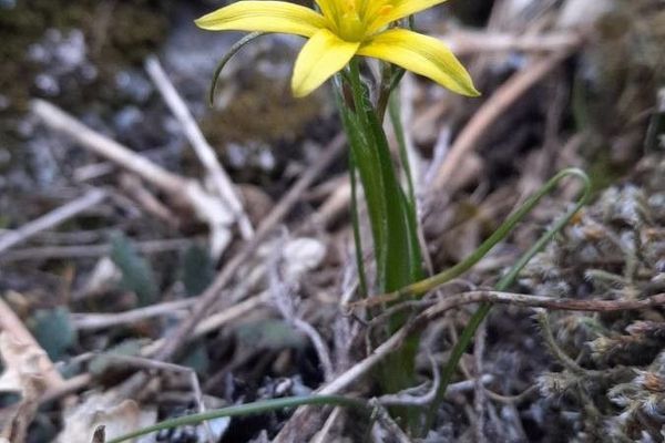 Meadow gagea