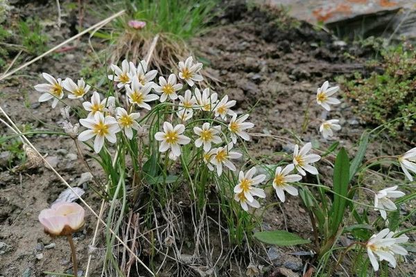 Common alp-lily