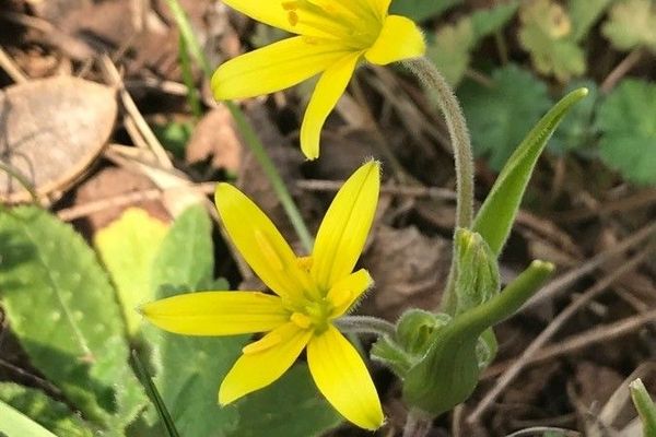 Hairy star of bethlehem
