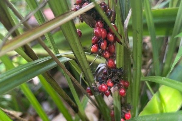 Round sawsedge