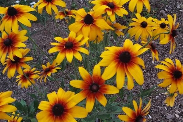 Great blanket-flower