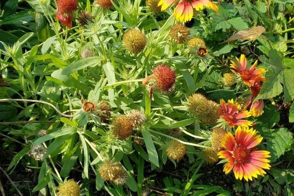 Rose-ring blanket-flower