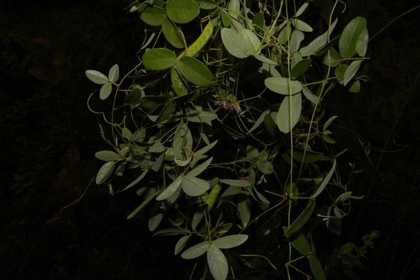 Florida hammock milkpea