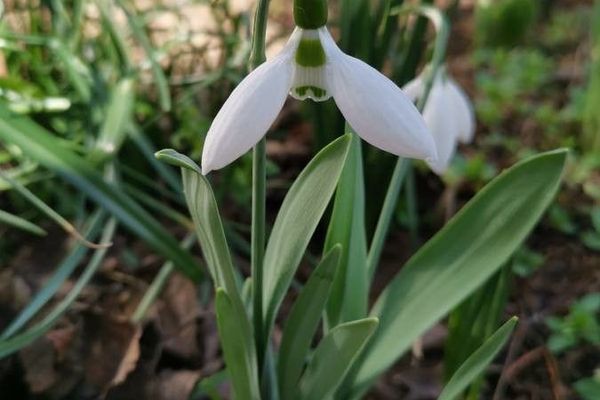 Giant snowdrop