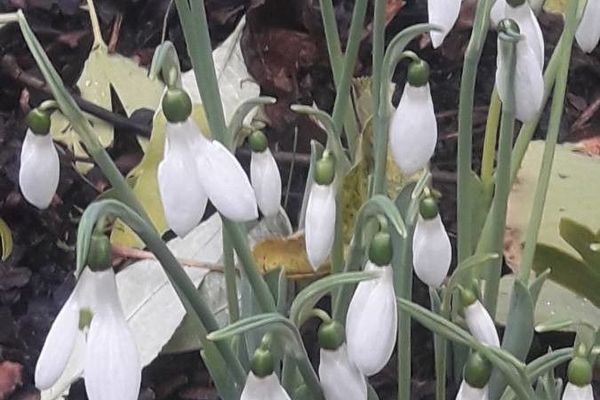 Common snowdrop