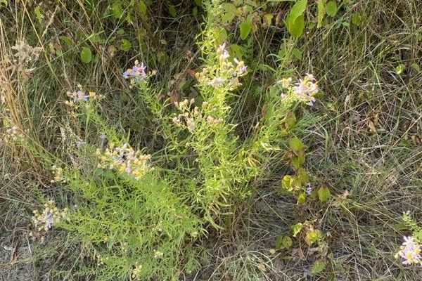 Stonecrop aster