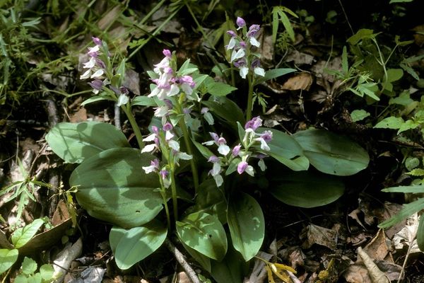 Showy orchid