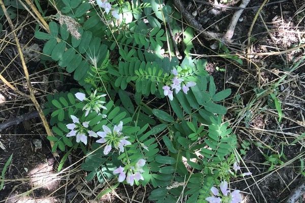 Goat's-rue