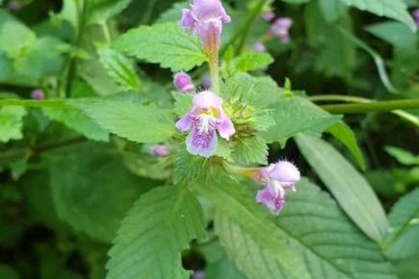 Splitlip hempnettle