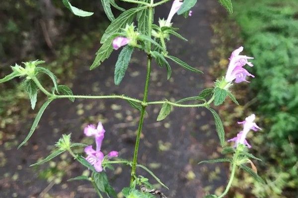 Hemp-nettle