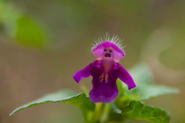 Downy hemp nettle