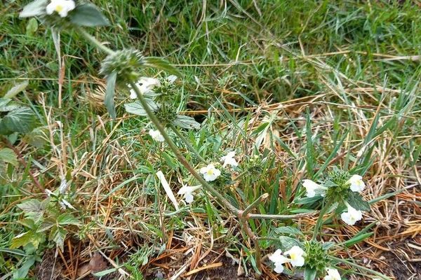 Downy hemp-nettle