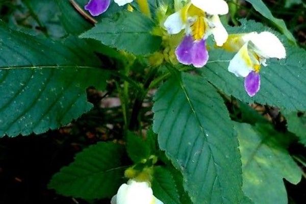 Large-flower hemp-nettle