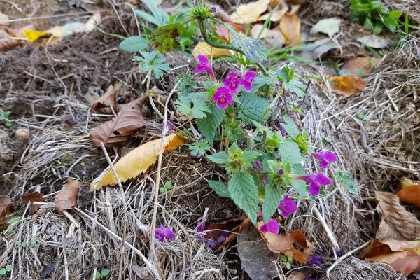 Common hemp-nettle