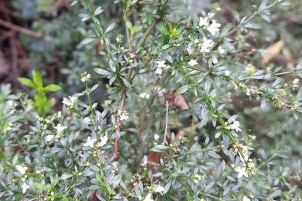 Galianthe brasiliensis