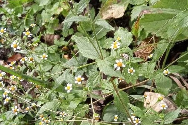 Dumb-nettle