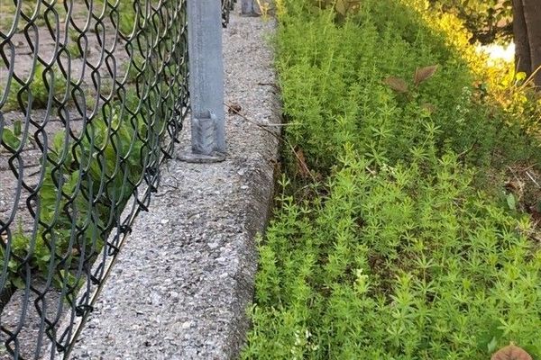 White bedstraw