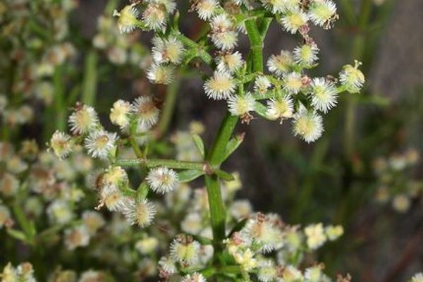 Narrowleaf bedstraw