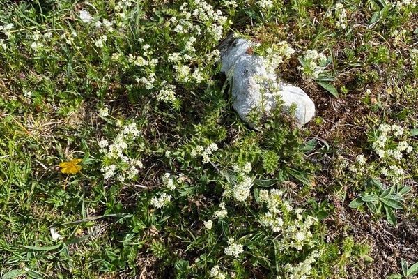 Bedstraw