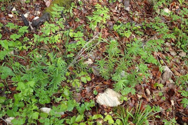 Awned bedstraw