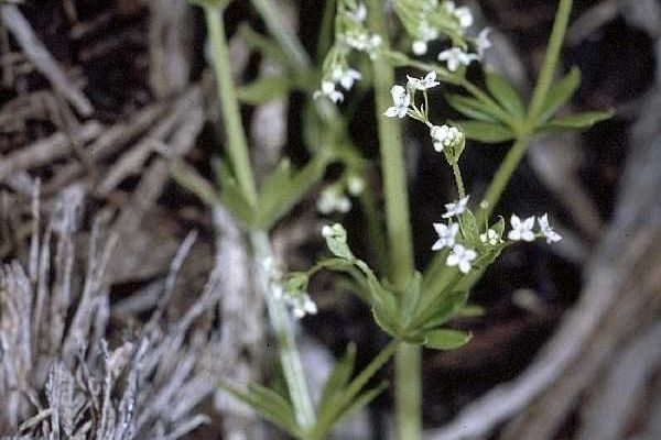 Rough bedstraw