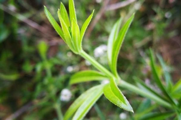 Northern bedstraw