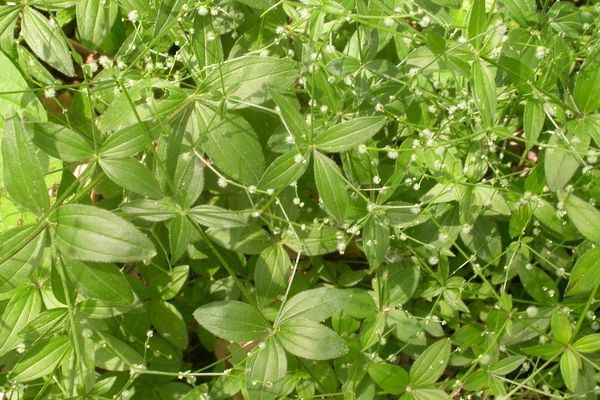 Forest bedstraw