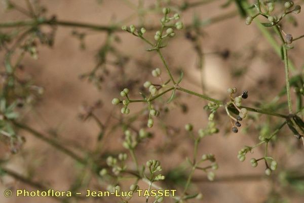 Lamarck's bedstraw