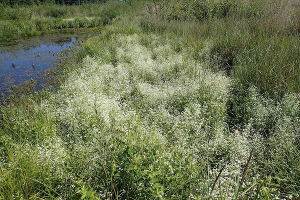 Great marsh-bedstraw