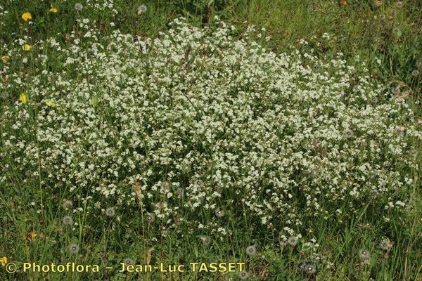 Galium estebanii