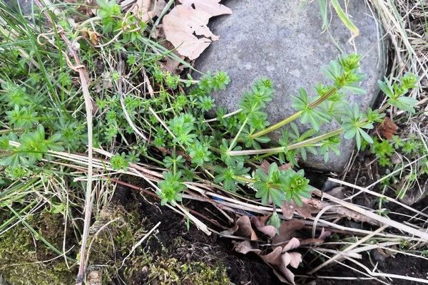 Waxy bedstraw
