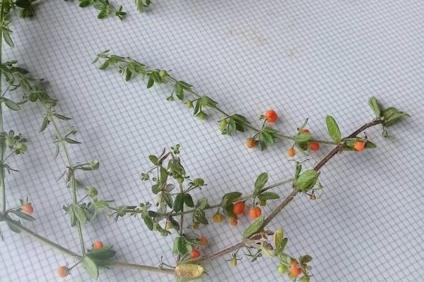 Galium hypocarpium
