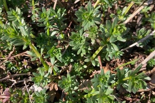 Galium lucidum