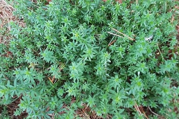 Galium maritimum