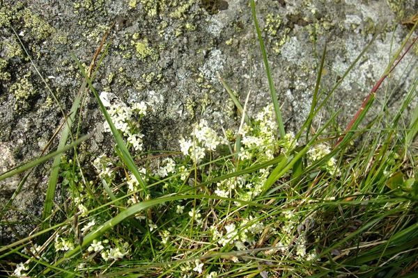 Galium megalospermum