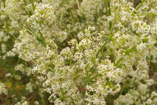 Hedge bedstraw