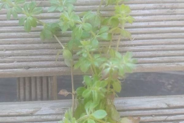 Yellow wall bedstraw