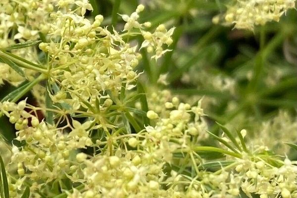 Galium obliquum